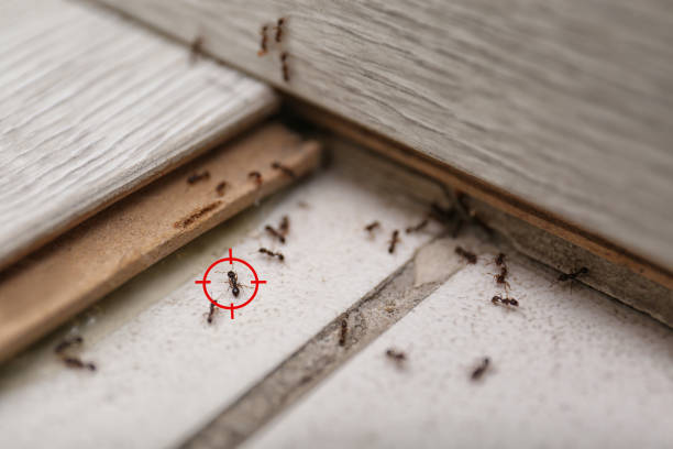 Best Residential Pest Control  in Little Round Lake, WI
